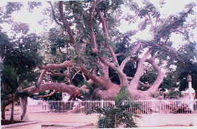 arbol.JPG (44117 bytes)